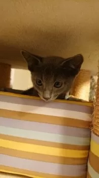 NEKONEKO2000 様のお迎えした子猫