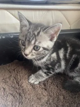 masa 様のお迎えした子猫