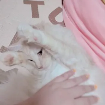 Saya 様のお迎えした子猫