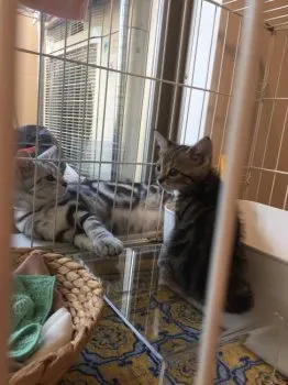 martha 様のお迎えした子猫