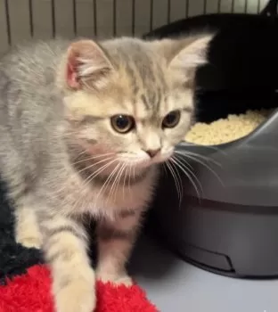 まっきー 様のお迎えした子猫