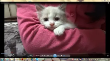 能登の大魔神 S 様のお迎えした子猫