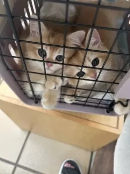 R.K 様のお迎えした子猫