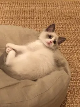 ロコモ 様のお迎えした子猫