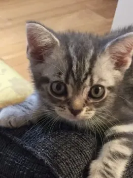 おにょ 様のお迎えした子猫