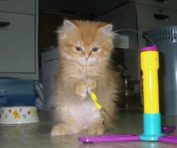 仙人 様のお迎えした子猫