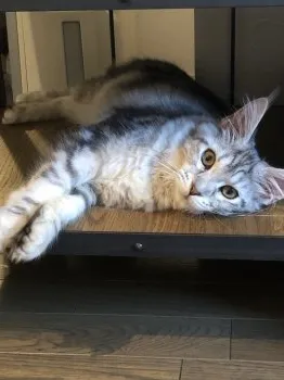 とも 様のお迎えした子猫