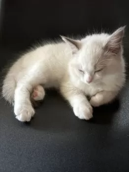 H.I 様のお迎えした子猫