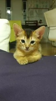 e.owariya 様のお迎えした子猫