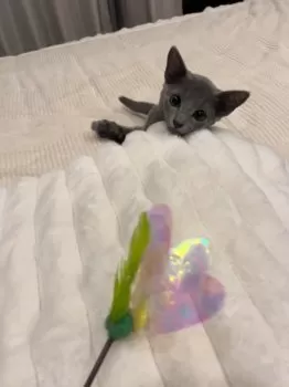 M.A 様のお迎えした子猫