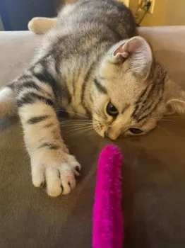 Mr.アメリカ 様のお迎えした子猫