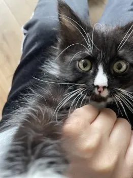 ともこ 様のお迎えした子猫