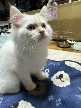 Tama 様のお迎えした子猫