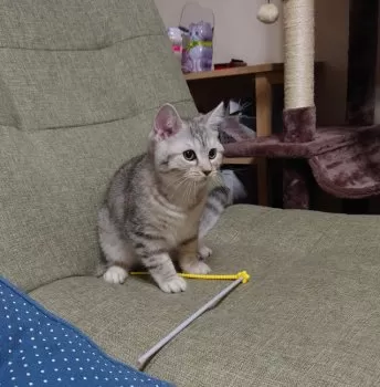 E.M 様のお迎えした子猫