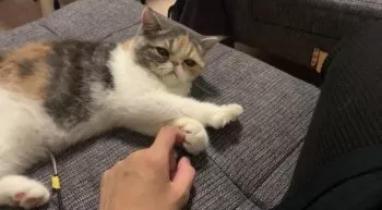 ふわ 様のお迎えした子猫