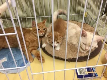 ちゃち 様のお迎えした子猫