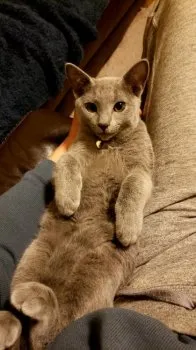 ムライ 様のお迎えした子猫