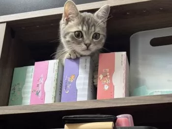 R.E 様のお迎えした子猫