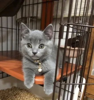 まっちゃん 様のお迎えした子猫