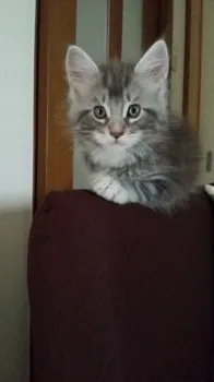 かよやん 様のお迎えした子猫