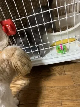 そらち 様のお迎えした子猫