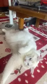 Orocci 様のお迎えした子猫