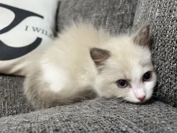 You 様のお迎えした子猫