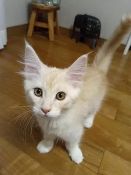 Y.K 様のお迎えした子猫