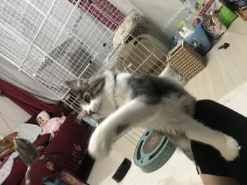 トモ 様のお迎えした子猫