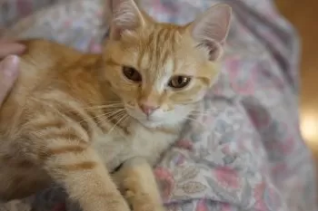 きなこ 様のお迎えした子猫