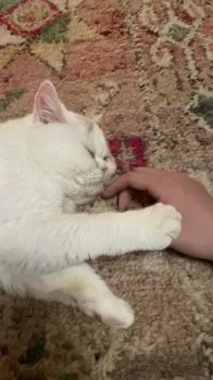 M.N 様のお迎えした子猫