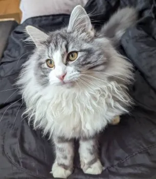 N 様のお迎えした子猫