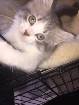 みゆき 様のお迎えした子猫