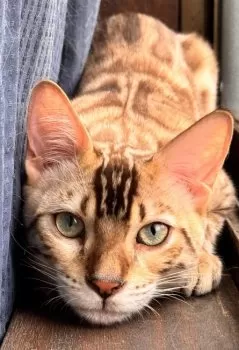 k.k 様のお迎えした子猫