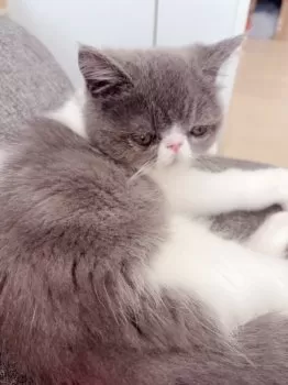 かなちゃん 様のお迎えした子猫