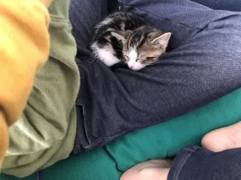 リエ 様のお迎えした子猫