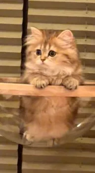 Y.H 様のお迎えした子猫