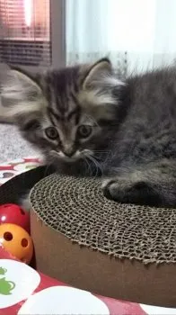 もんもん 様のお迎えした子猫