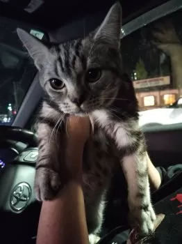 Y 様のお迎えした子猫