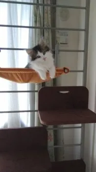 メロンパン 様のお迎えした子猫