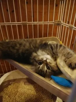 モコ 様のお迎えした子猫