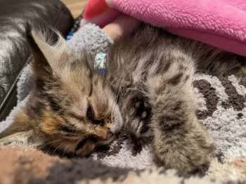 おざゆた 様のお迎えした子猫