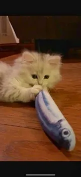 りんころ 様のお迎えした子猫