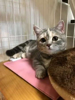 M 様のお迎えした子猫