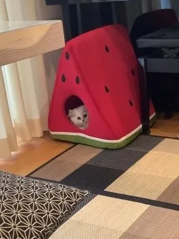 A.K 様のお迎えした子猫