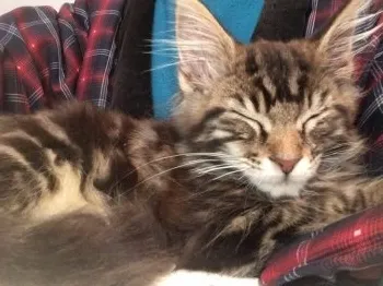 ミックスナッツ 様のお迎えした子猫