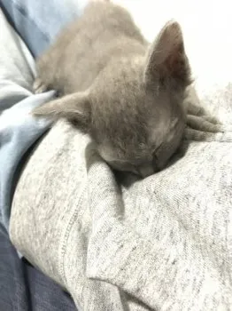 さかな 様のお迎えした子猫