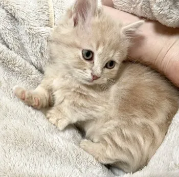 ぽてち 様のお迎えした子猫