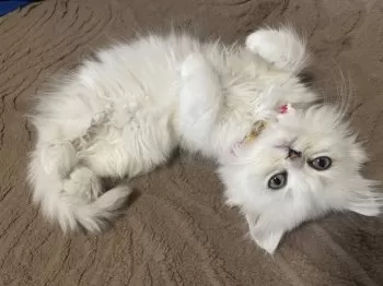 R 様のお迎えした子猫
