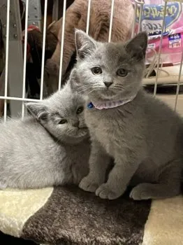 ヒロ 様のお迎えした子猫